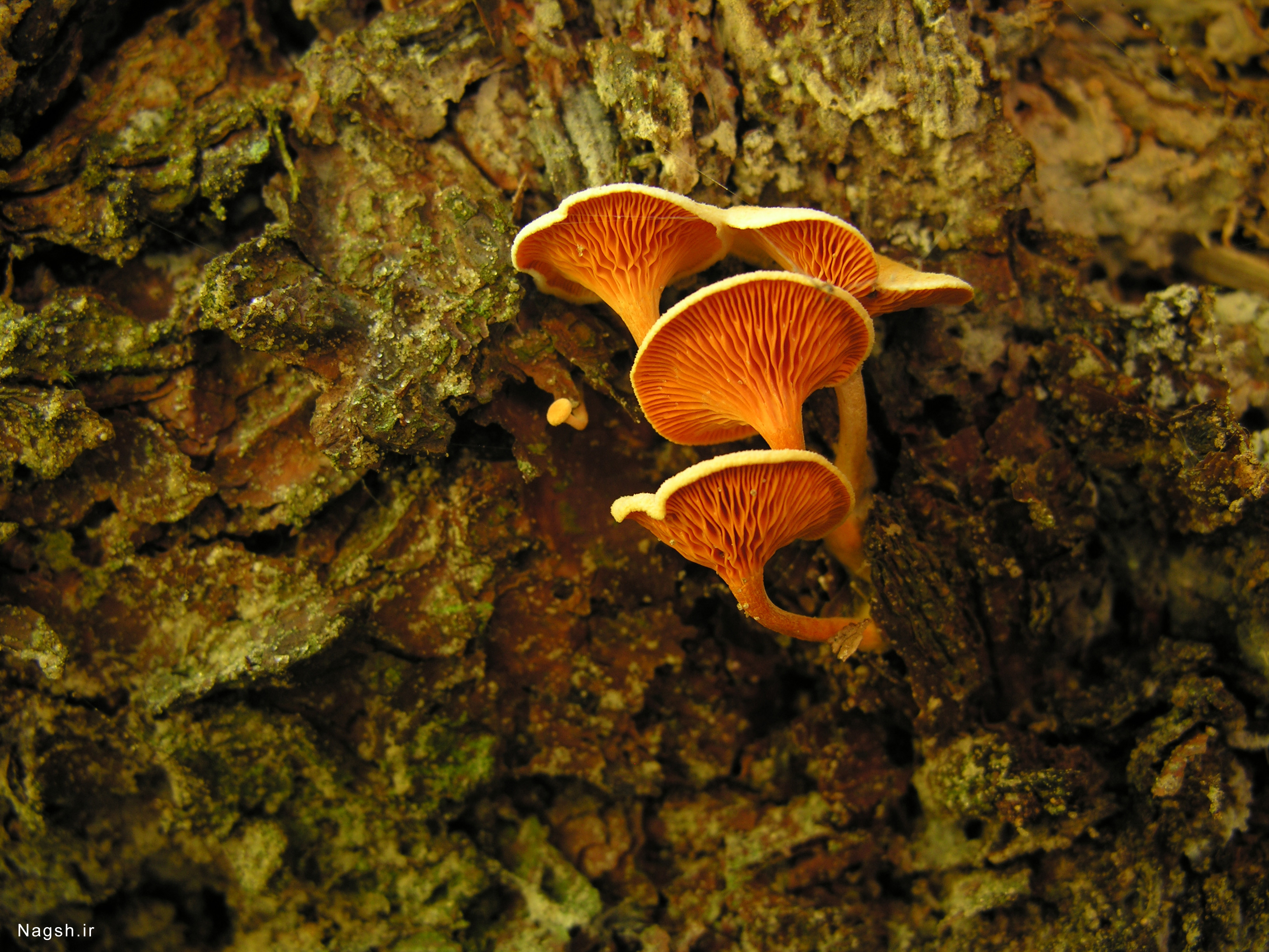 قارچ روئیده شده در تنه درخت